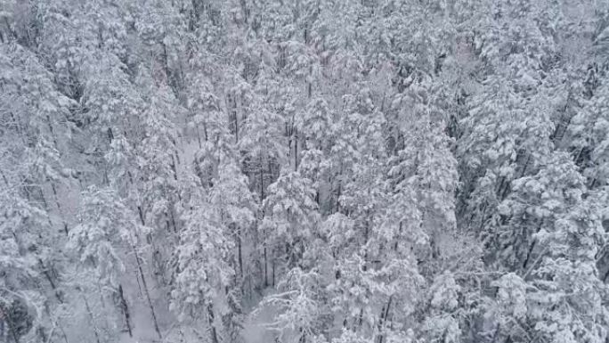 从上方看森林雪林雪景冰天雪地