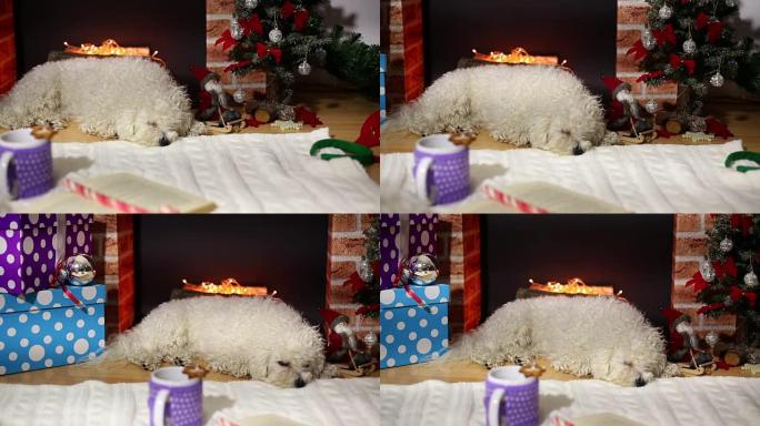 Bichon frise狗躺在圣诞节装饰的壁炉附近
