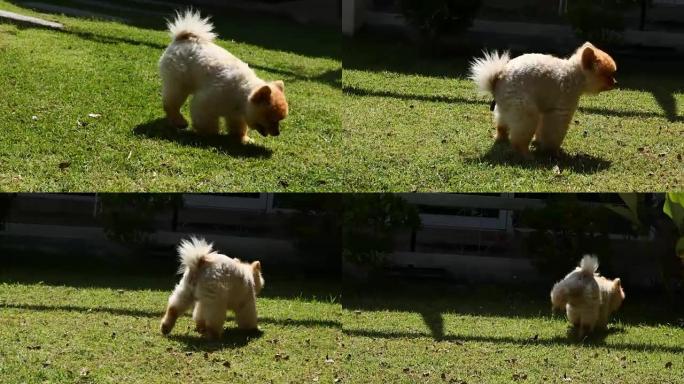 博美犬在草地上小便