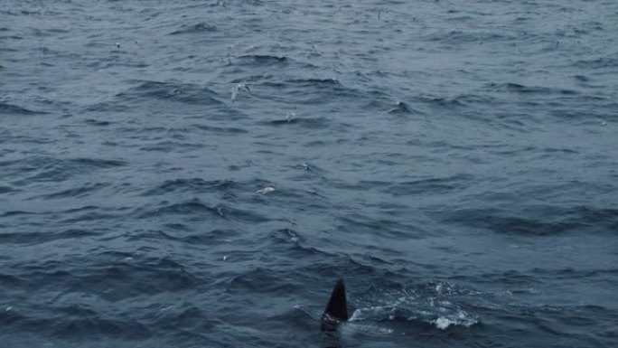挪威海中的野生虎鲸