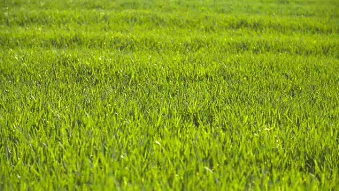 早上种植青小麦幼年田。