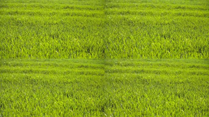 早上种植青小麦幼年田。