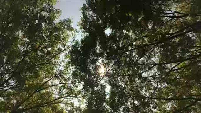 树木和天空逆光光线透过树叶光斑光晕