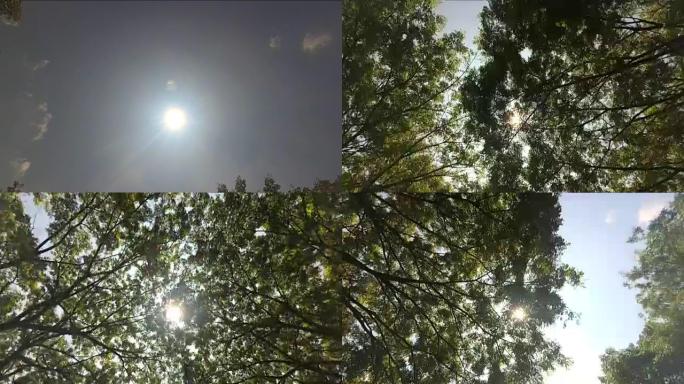 树木和天空逆光光线透过树叶光斑光晕