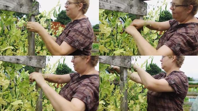 采摘豌豆的园丁种植园农户农民豆子