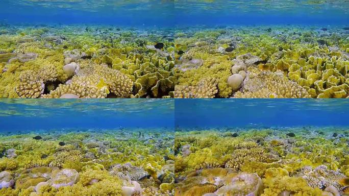 美丽的珊瑚礁上的海洋生物-Marsa Alam附近的红海上的火珊瑚/Millepora platyp