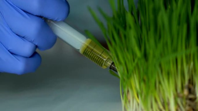 生物化学家向小麦草样品中注入肥料，农药开发