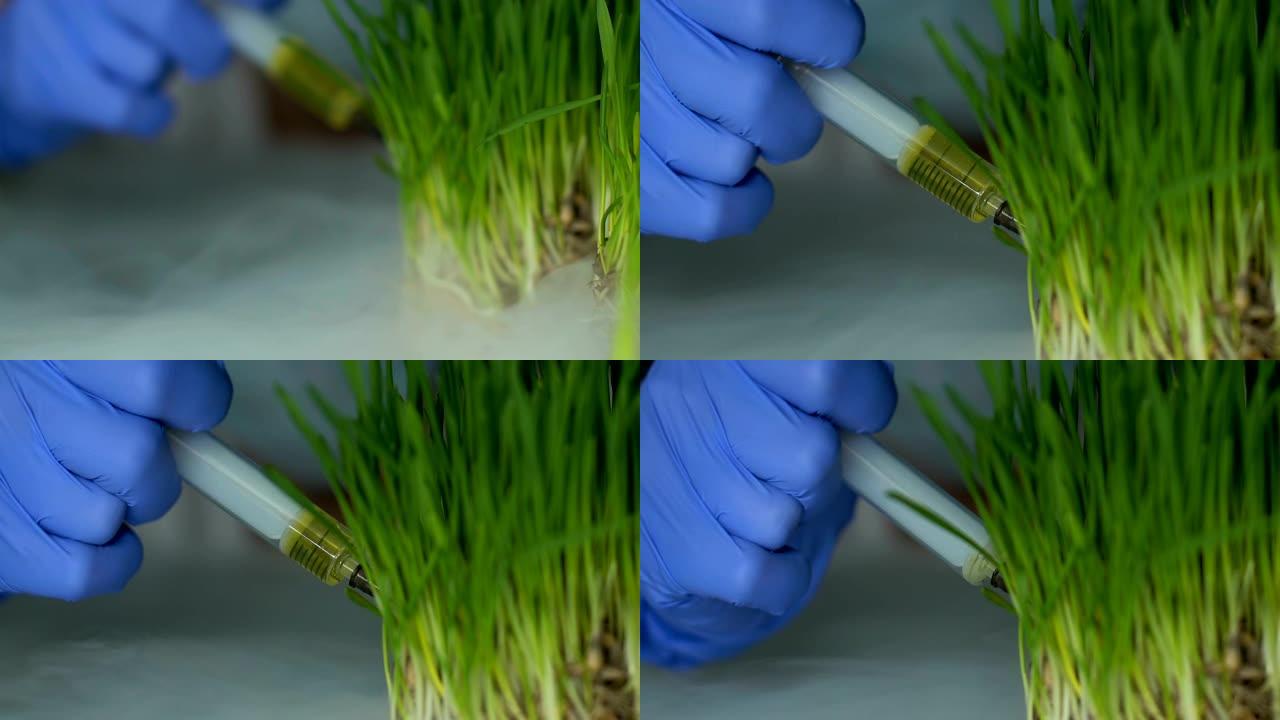 生物化学家向小麦草样品中注入肥料，农药开发