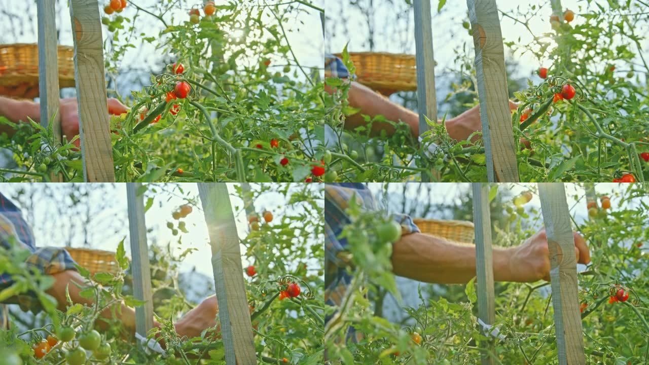 SLO MO园丁在阳光明媚的花园里采摘樱桃番茄
