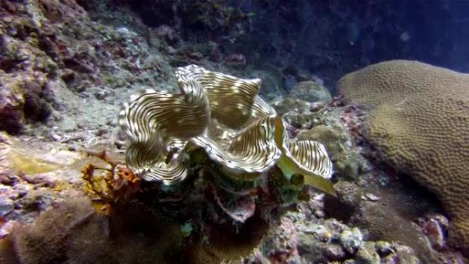 浅层珊瑚礁上的巨蛤 (Tridacna sp)。