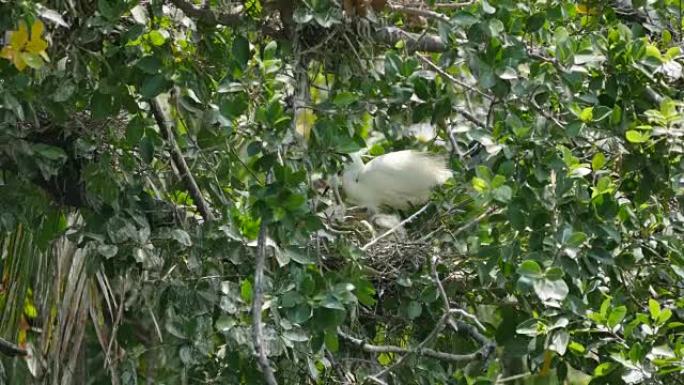 树上巢穴中的白鹭护理挡板。