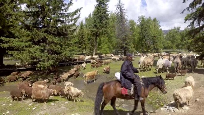 牧民将牲畜转移到中国新疆的夏季牧场。