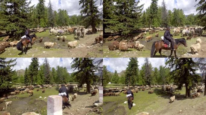 牧民将牲畜转移到中国新疆的夏季牧场。