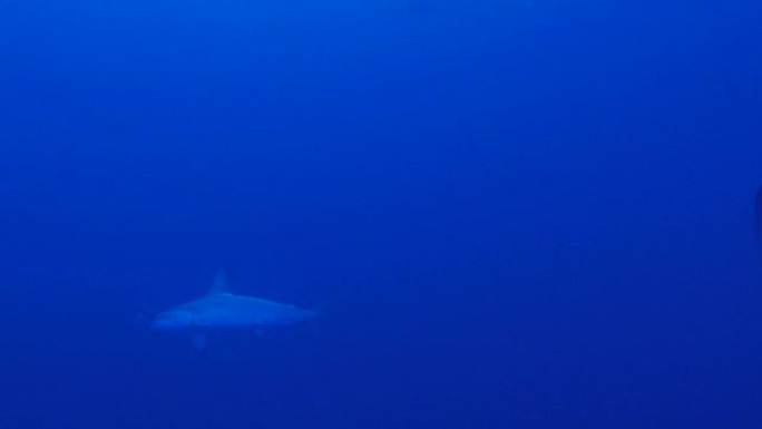 巨型锤头鲨