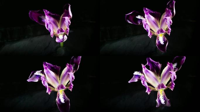 丁香野生鸢尾展开花生长动画紫色花延时拍摄