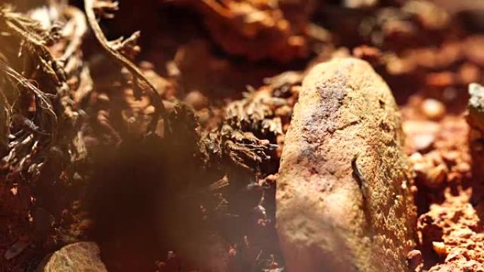 虫子在地面上爬行-西班牙加泰罗尼亚地区