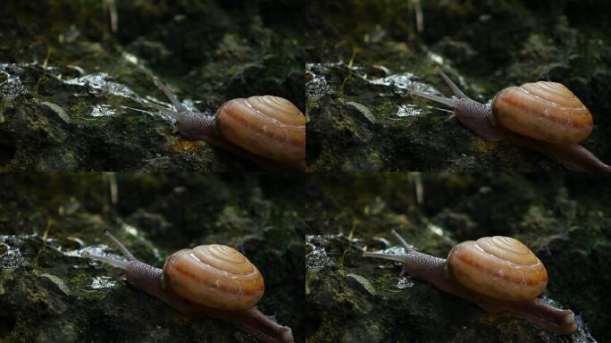 蜗牛在石头上爬行缓慢爬背着种种的壳