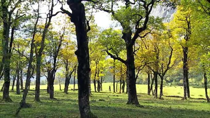秋天在高山山谷的潘枫树林