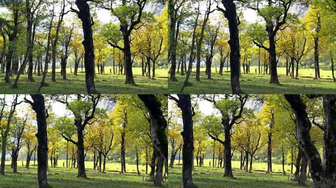 秋天在高山山谷的潘枫树林