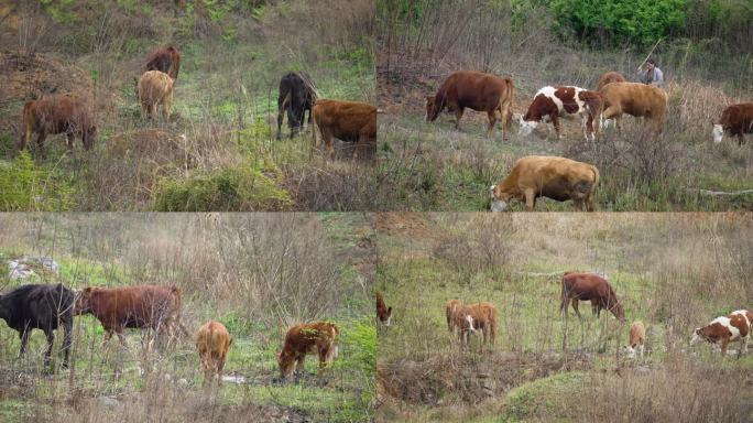 黄牛养殖放羊牛山地爬坡牛散养牛高速牛镜头