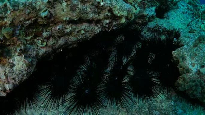 海胆海底世界珊瑚特写
