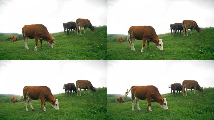 中国贵州乌蒙草原养牛。