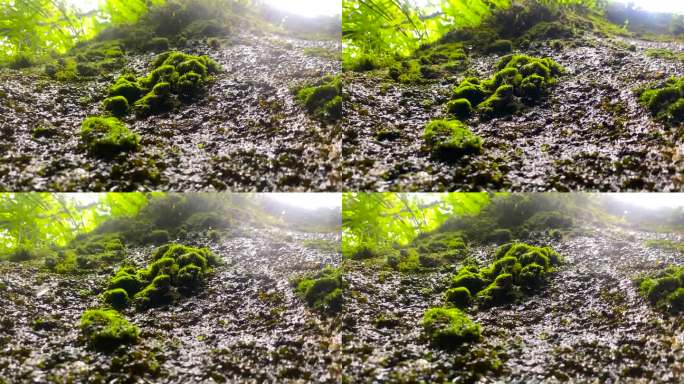 青苔植物 岩石植物雨滴 水滴