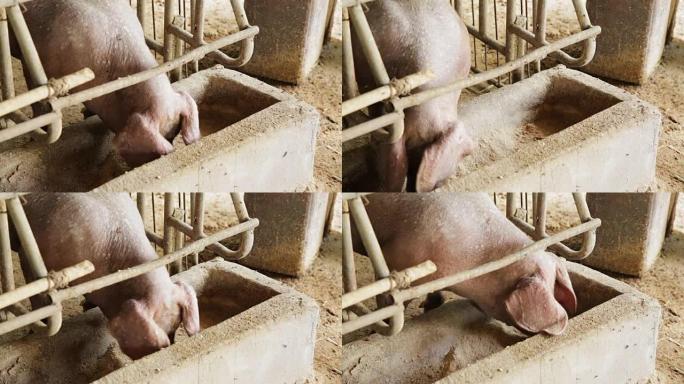 猪在农场农业中吃饲料。