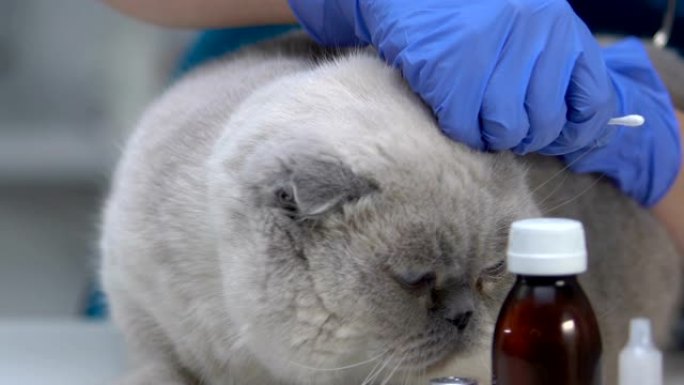 兽医清洁猫耳朵，卫生程序处理螨虫，宠物检查