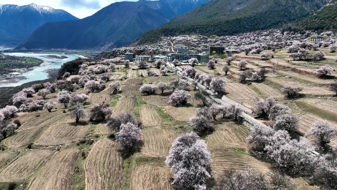 林芝桃花