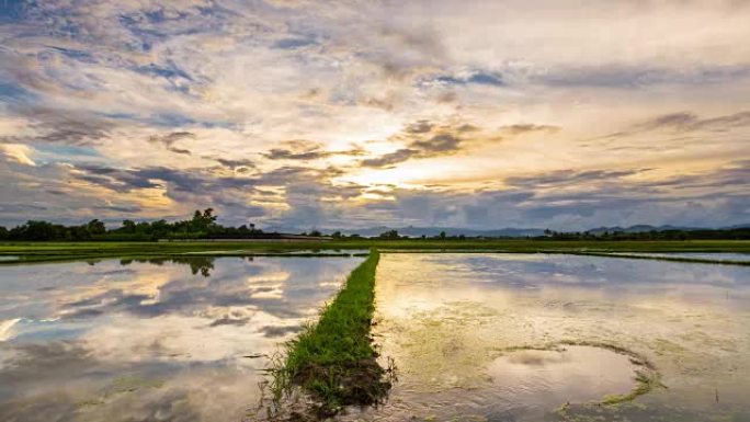 稻田和水反射日至日落时分。