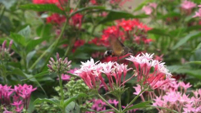 蜂鸟鹰蛾以粉红色的花朵为食。