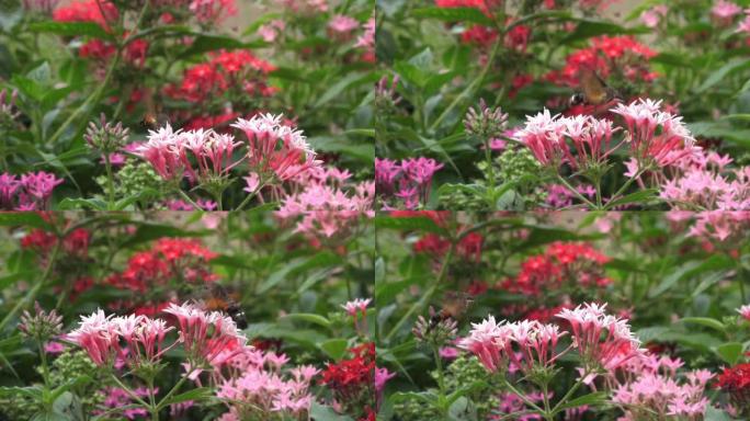 蜂鸟鹰蛾以粉红色的花朵为食。