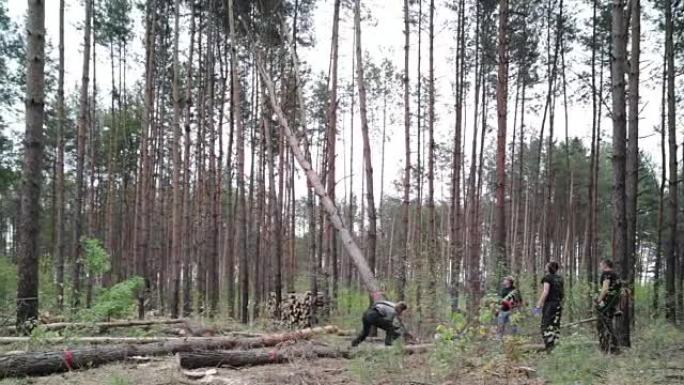 伐木工人砍倒树。