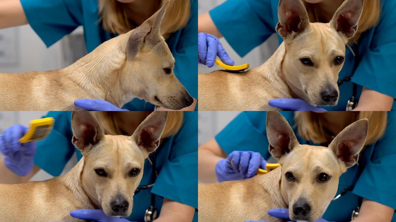 兽医医院工作人员用刷子梳理狗毛，宠物护理，美容沙龙服务