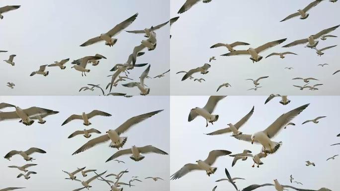 飞行海鸥海鸥海鸟鸟群