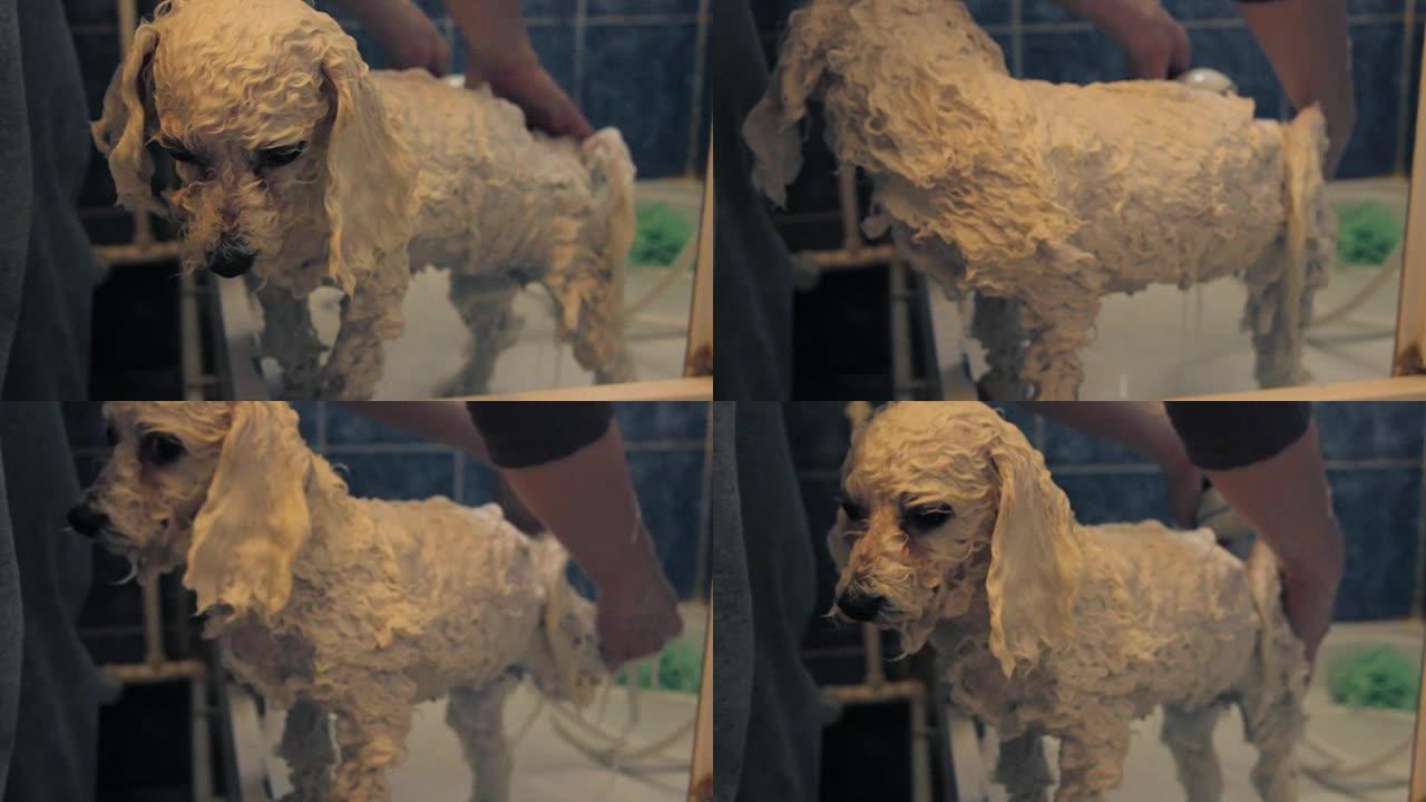 狗的洗澡时间