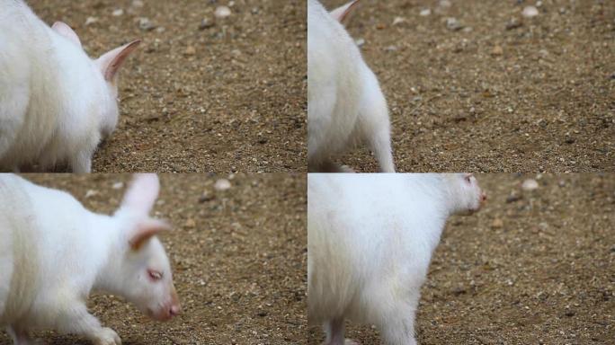 白色白化病袋鼠的肖像