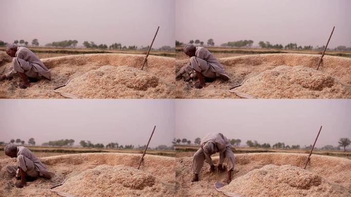 农民在收获小麦后收集果壳