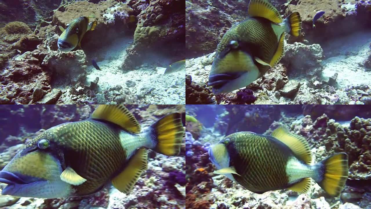 泰坦金龟鱼 (Balistoides viridescens)，游泳，欣达昂，欣穆昂，安达曼海，甲米