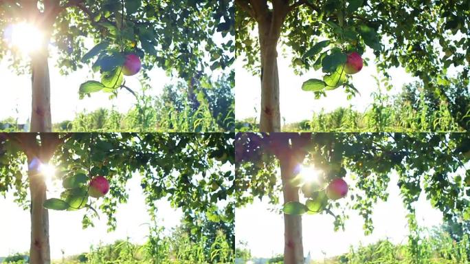 镜头耀斑和苹果树镜头耀斑苹果树