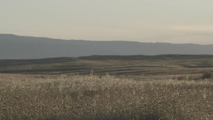 在科罗拉多州西部的一个阳光明媚的日子里，柔和的风将高高的沙漠草吹到户外，背景是山