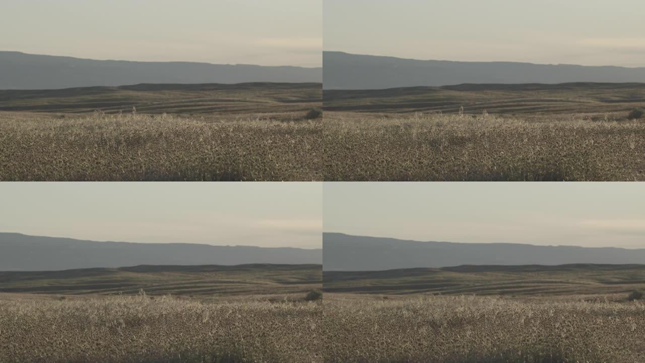 在科罗拉多州西部的一个阳光明媚的日子里，柔和的风将高高的沙漠草吹到户外，背景是山