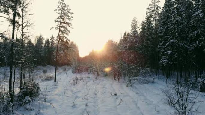 鸟瞰图: 冬季森林。冬天森林中的白雪皑皑的树枝。冬季景观、森林、被霜冻覆盖的树木、雪