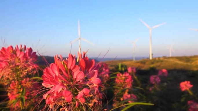 花田和自然能源，风力发电机农场。