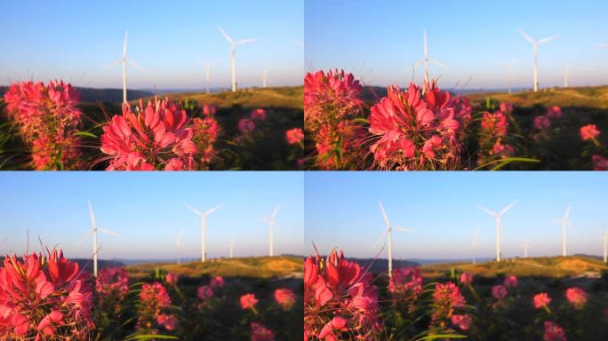 花田和自然能源，风力发电机农场。