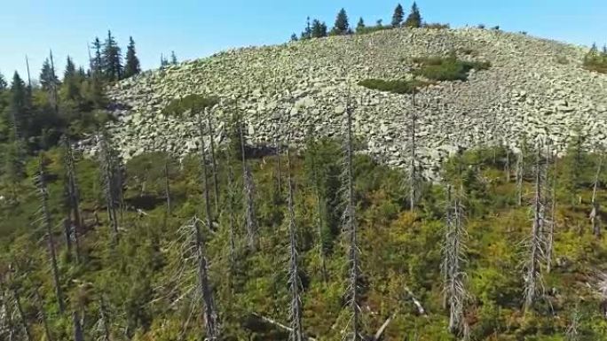 天然再生针叶林绿水青山树林航拍