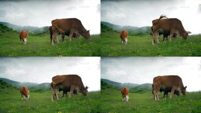 中国贵州乌蒙草原养牛。