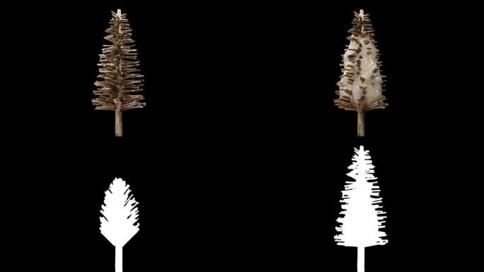 微型程式化的枞树生长和糖霜，亮度哑光