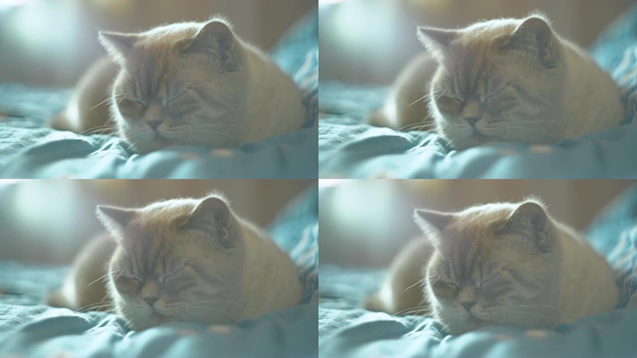 美丽的英国猫在阳光充足的房间里午睡，躺在床上